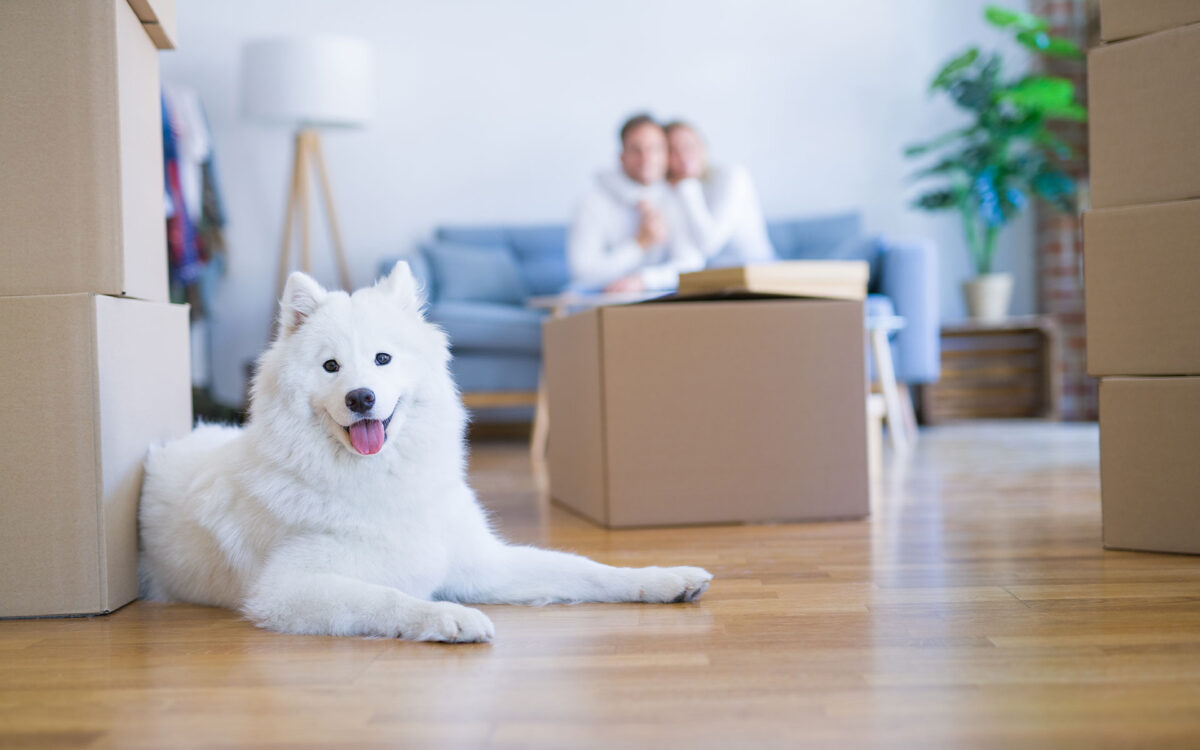 International Moving with Pets